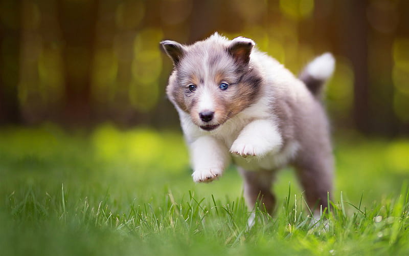 little gray puppy, aussie, cute little dogs, jump, park, green grass, Australian Shepherd, puppies, dogs, HD wallpaper