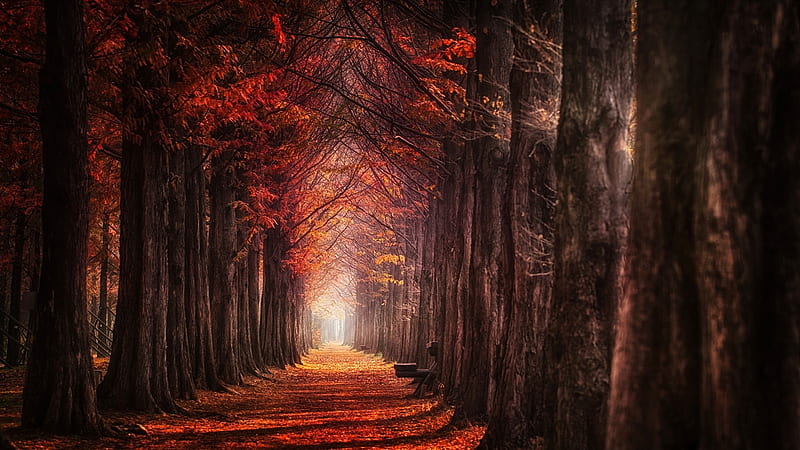 fall, trees, red leaves, path, autumn, scenery, Nature, HD wallpaper