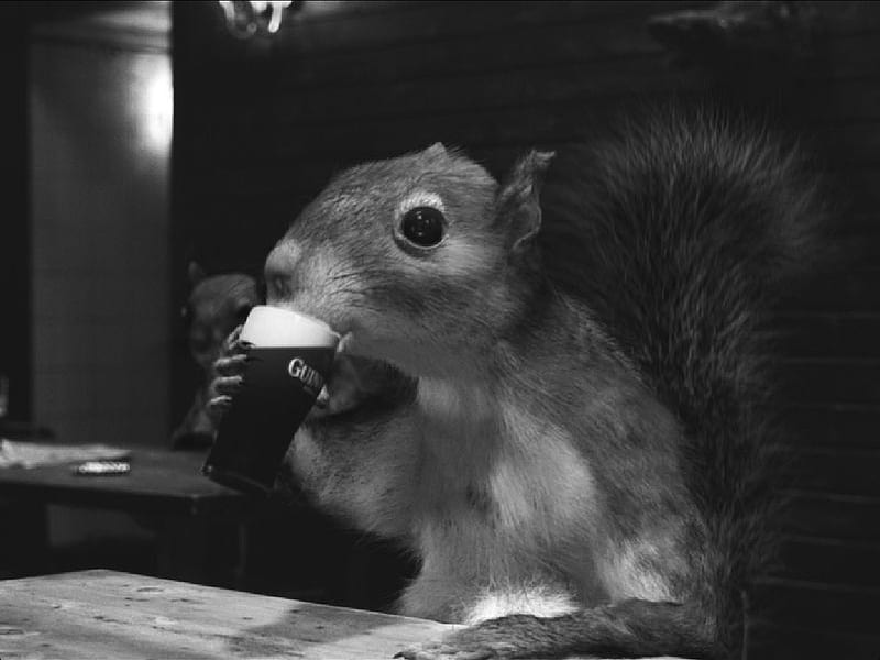 Nice day for a Guinness, squirrel, funny, HD wallpaper