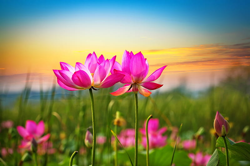 Lotus flowers, lotus, sunset, pink, flowers, bonito, sky, HD wallpaper |  Peakpx