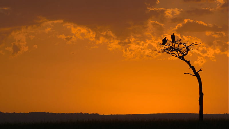 African Cats 2011, on, tree in the, eagles stand, evening, the trunk of a, HD wallpaper