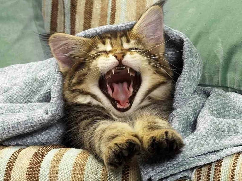 Good Night !, kitty, good night, yawing, cats, animals, HD wallpaper |  Peakpx