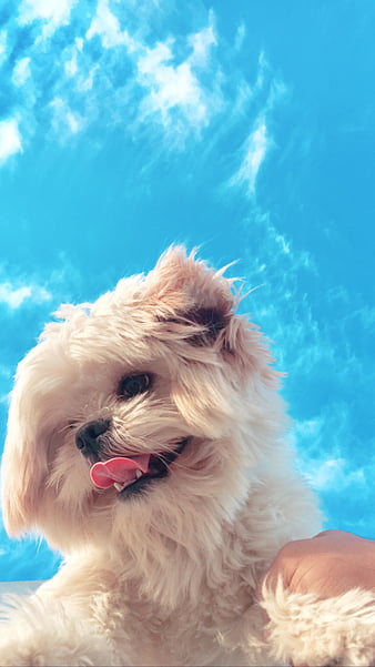 cute puppy wallpapers for mobile