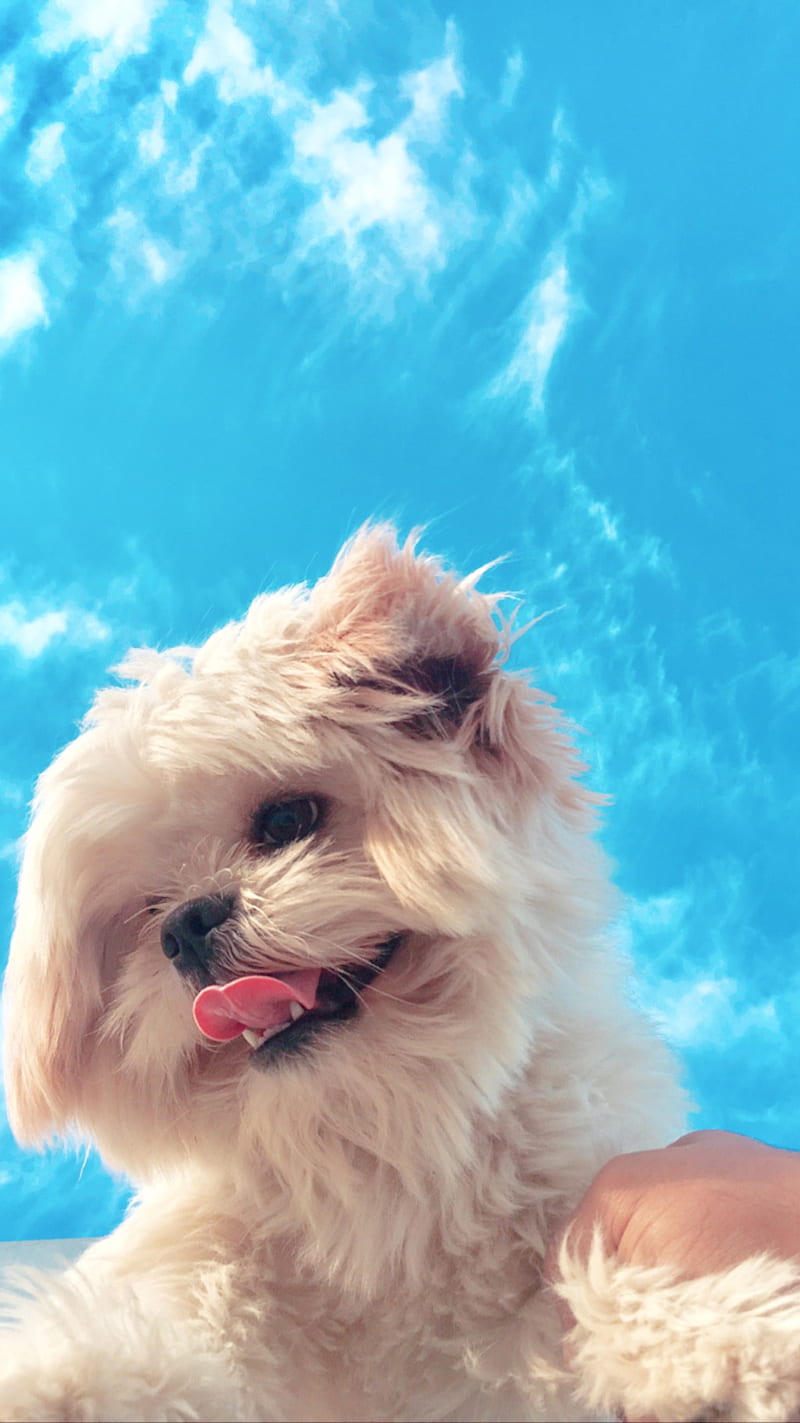 My Dog , dogs, puppy, anima, dog, , cute, white, puppies, HD phone wallpaper