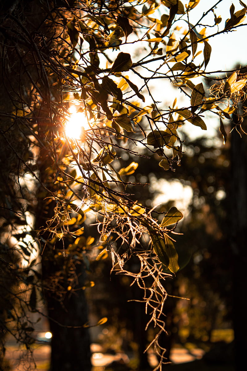 branches, tree, rays, sun, HD phone wallpaper