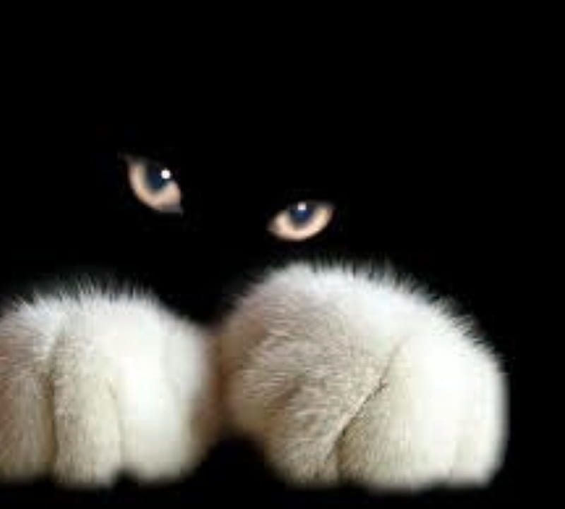 White And Black Cat, Paws, Black, Cats, Yellow EYes, White, Animals, HD wallpaper