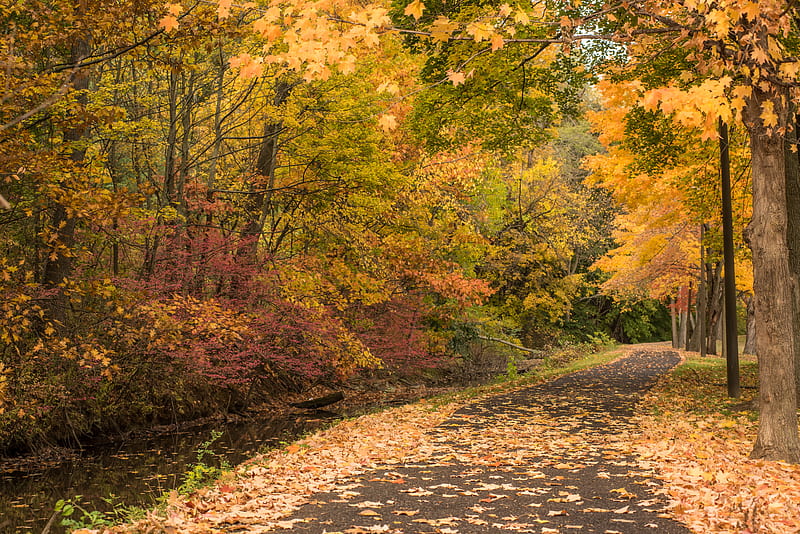 Autumn path, autumn, autumn trees, autumn colors, HD wallpaper | Peakpx