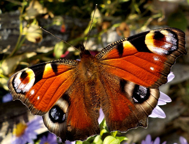Peacock Butterfly , beautiful, floral, animal, Peacock, graphy, butterfly, wide screen, wildlife, flower, HD wallpaper