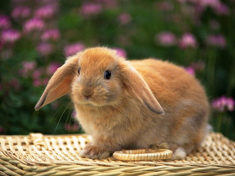 Cute Little Bunny, cute, adorable, bunny, brown, HD wallpaper