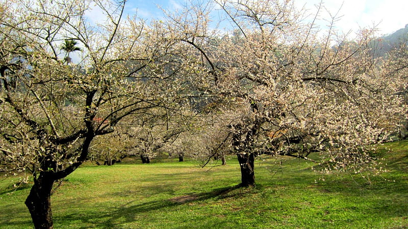 Plum Blossom, tree, nature, bonito, HD wallpaper