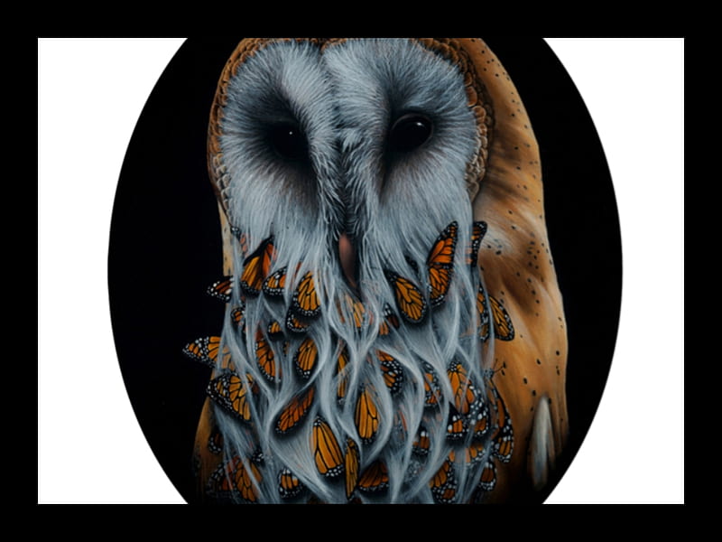 The monarch, fantasy, bufnita, butterfly, bird, black, monarch, art, owl, jacub gagnon, white, HD wallpaper
