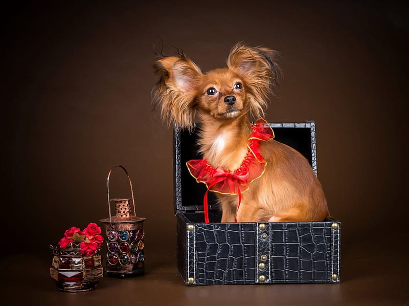 Puppy, red, deco, caine, black, box, animal, cute, papillon, flower, dog, HD wallpaper