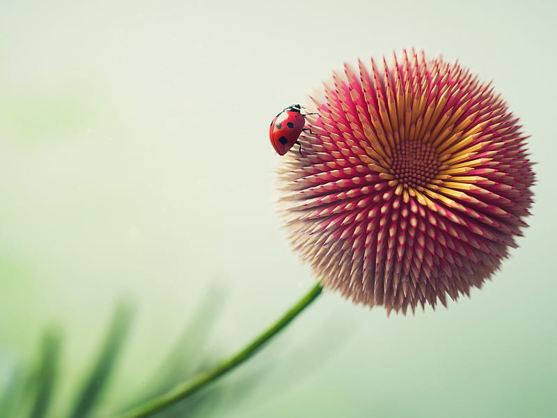 :-), red, fantasy, ladybug, insect, pencil flower, funny, creative, pink, HD wallpaper