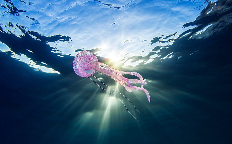 Jellyfish Underwater, HD wallpaper