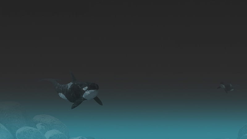 Whales-deep-orcas-orca-killer-whale-animals-ar, Whales, Wasser, Orcas,  Deutschland, HD wallpaper | Peakpx
