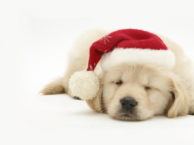 Christmas dreaming, christmas, dreaming, animals, dog, HD wallpaper ...