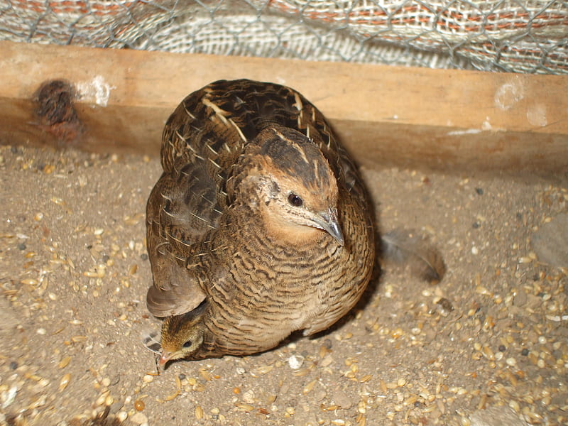 Chick keeping warm under mama's wing, cute, stripes, bird, brown, fluffy, quail, mama, chick, HD wallpaper