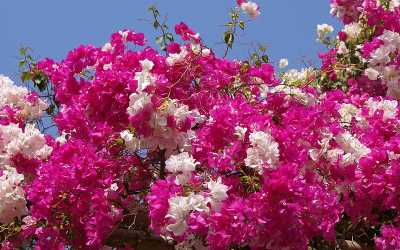 Unconscious Beauty, fuschia, flowers, lovely, light pink, HD wallpaper