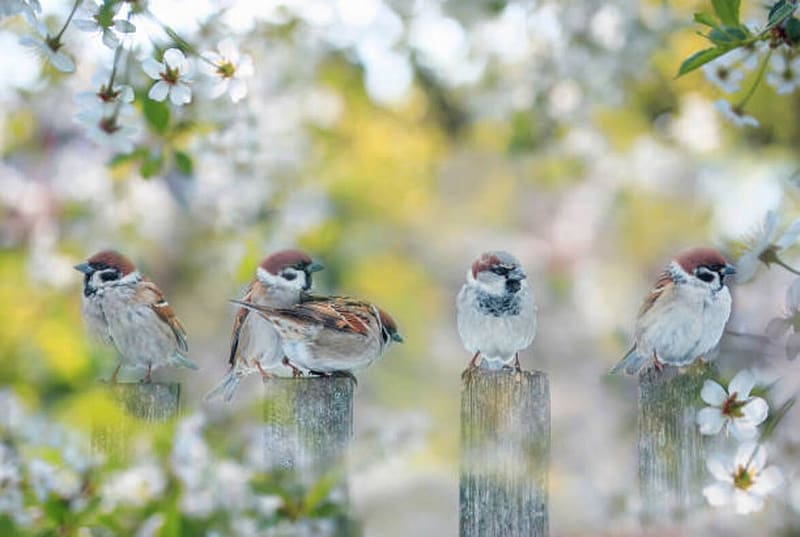 Cute little bird Sparrow, Fence, Sunny day, Garden, Sitting, Cherry blossom, HD wallpaper