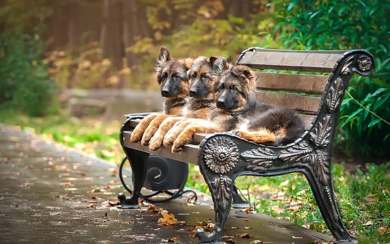German Shepherd, park, puppies, cute animals, dogs, German Shepherd Dog, HD wallpaper