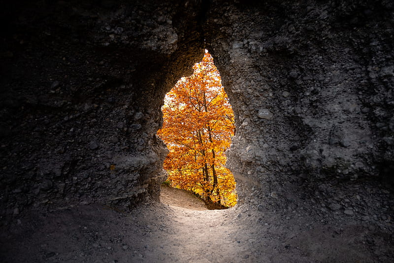 cave, trees, yellow, autumn, nature, HD wallpaper