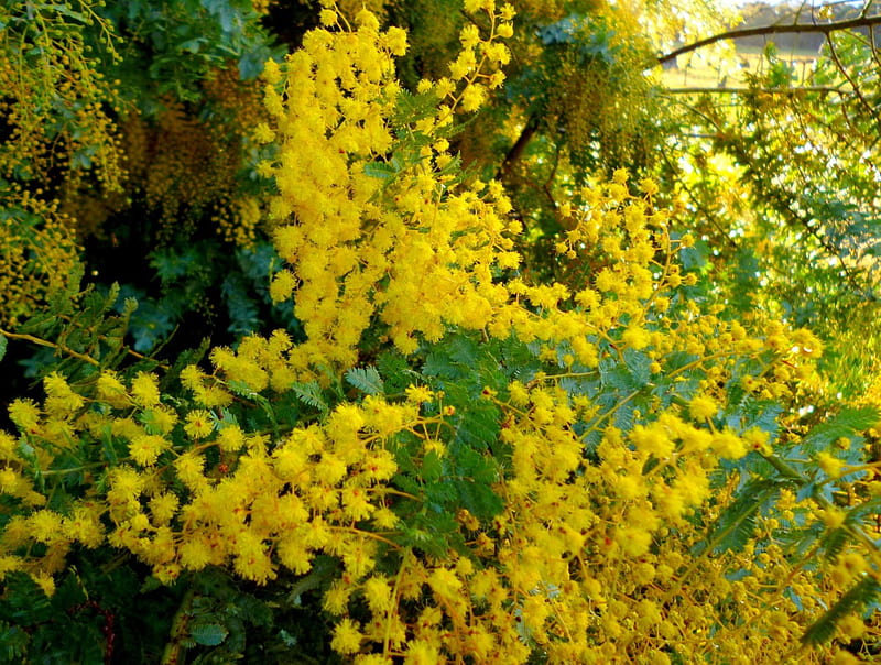Smell the yellowy blooms, blossoms, yellow, wattle, trees, mimosa, HD wallpaper