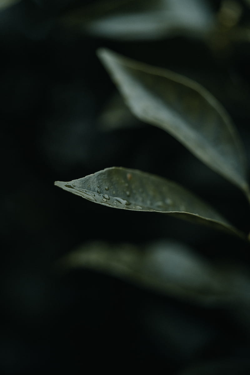 leaf, drops, plant, macro, water, HD phone wallpaper