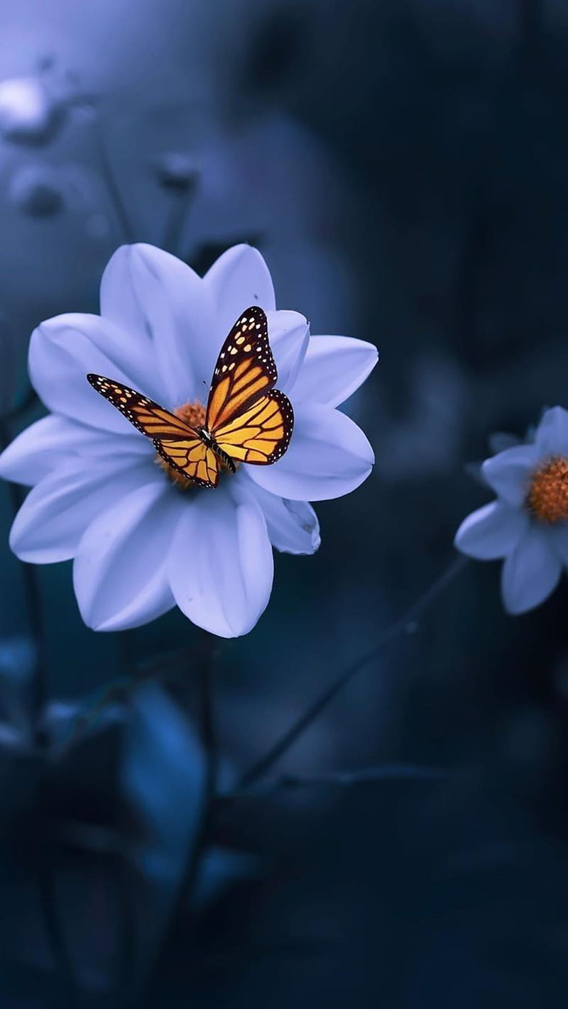 Butterfly, blue, daisy, flower, nature, purple, HD phone wallpaper ...