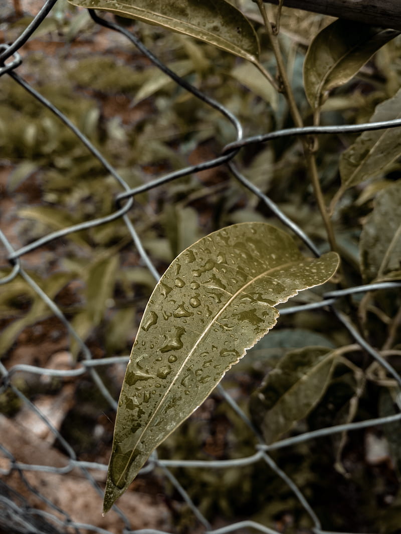 green leaf on gray metal fence, HD phone wallpaper