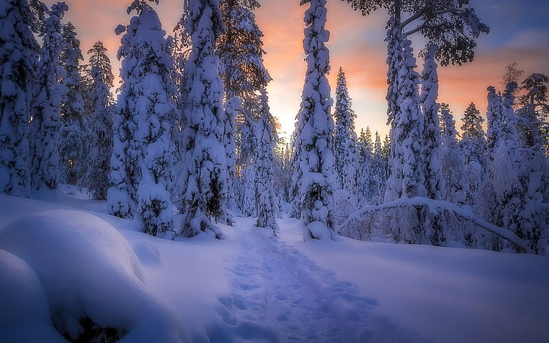 winter, sunset, mountains, trees, snow, drifts, winter landscape, HD wallpaper