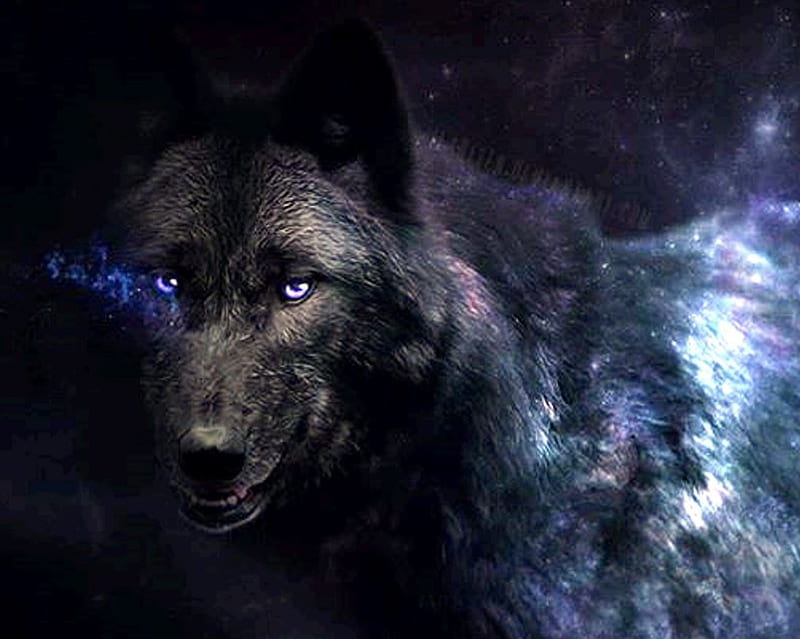 Black wolf, animal, HD wallpaper