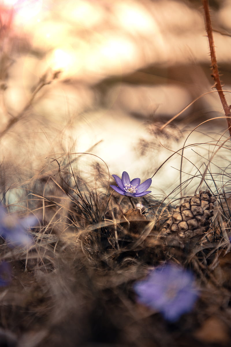 flower, grass, pine cone, dry, purple, bloom, HD phone wallpaper