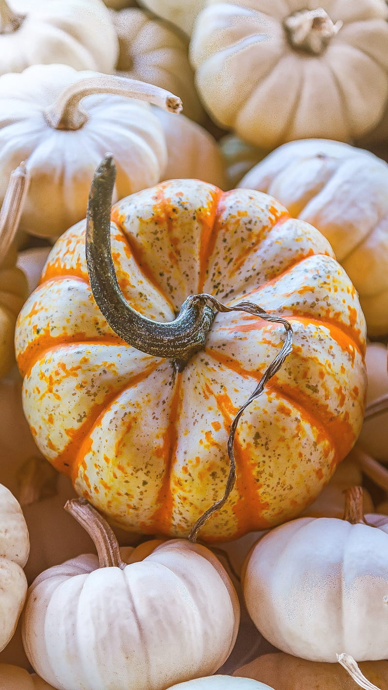 White Pumpkins, pumpkin, fall, gourds, halloween, autumn, pumps18, HD phone wallpaper