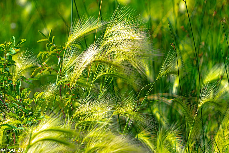 ears, grass, green, field, HD wallpaper