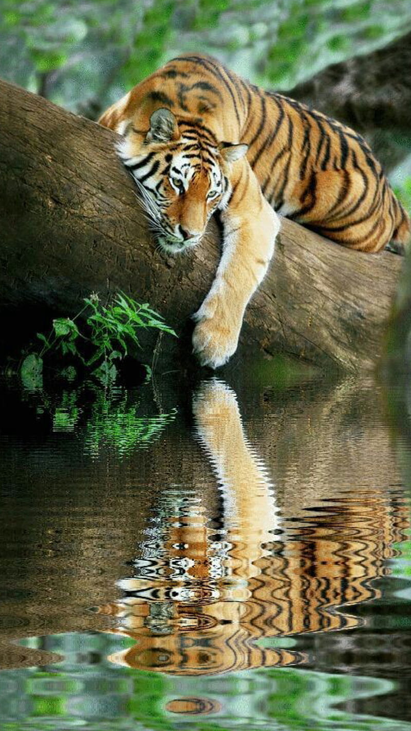 Tiger, animal, big cat, forest, lake, nature, reflection, tree, water, wild, HD phone wallpaper