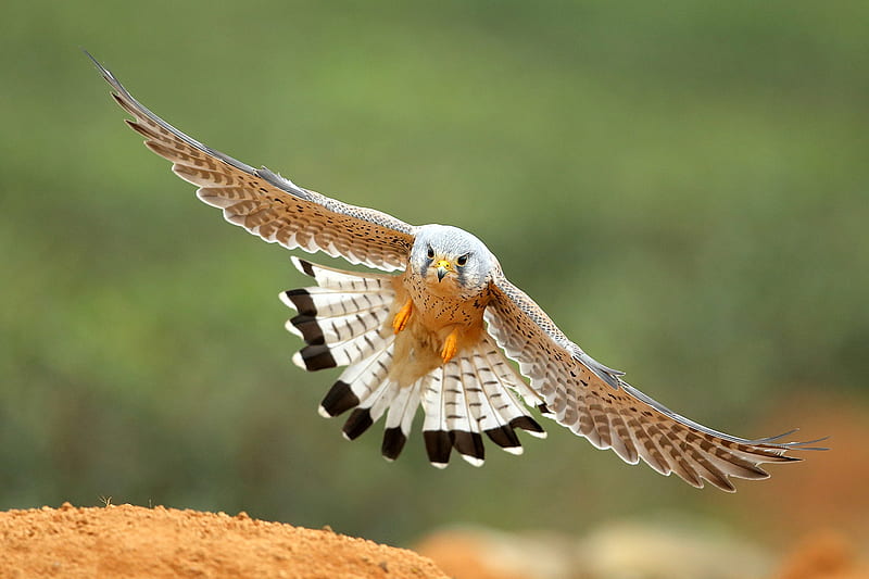 Euroasian Kestrel Falcon, europe, falcon, bird, animal, asia, HD wallpaper
