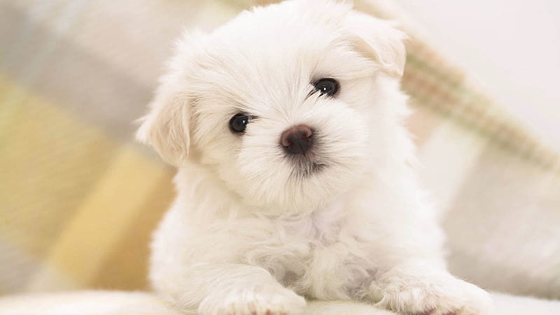 Curious young puppy, Dog, Puppy, Curious, Young, Canine, HD wallpaper