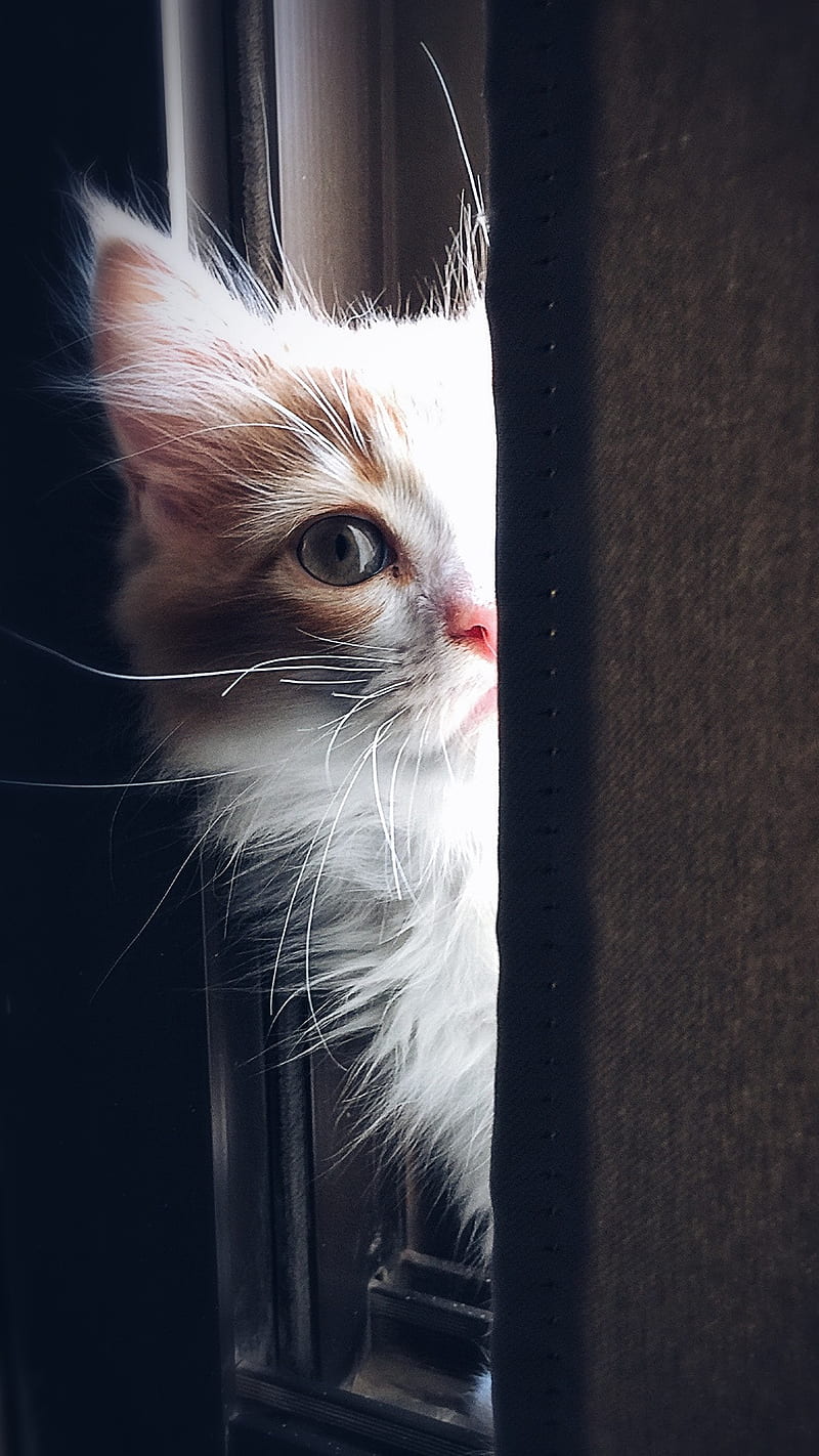 Peeping cat , white, animal, cute, kitten, HD phone wallpaper