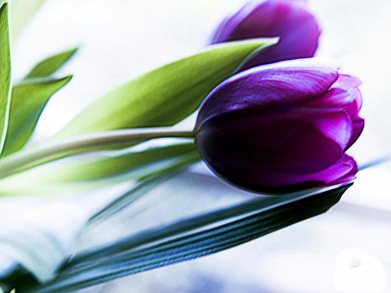 Spring Repose, still life, book, spring, tulips, tulip, HD wallpaper