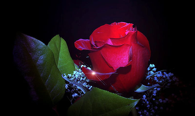 Amazing rose for my angel Michael, michael jackson, dedication, rose, king of pop, gratitude, red rose, love, forever michael, beautiful flower, beauty, fan, HD wallpaper