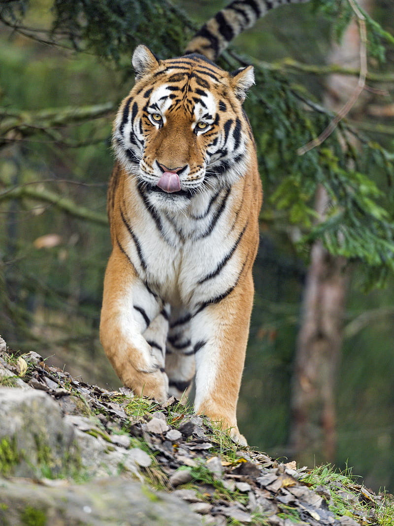 amur tiger, tiger, predator, big cat, protruding tongue, HD phone wallpaper