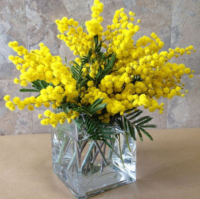 Vase With Mimosa, flowers, yellow, vase, nature, mimosa, HD wallpaper
