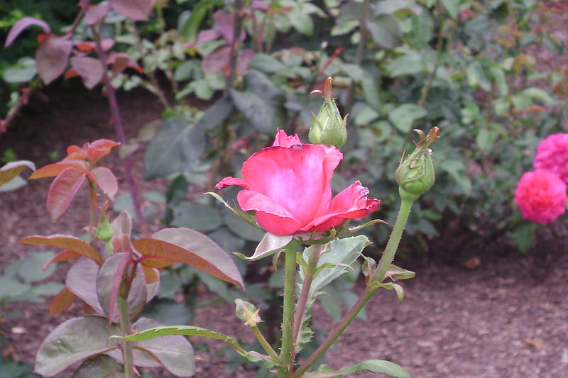Boston public garden, boston, pink rose, flowers, public garden, HD wallpaper