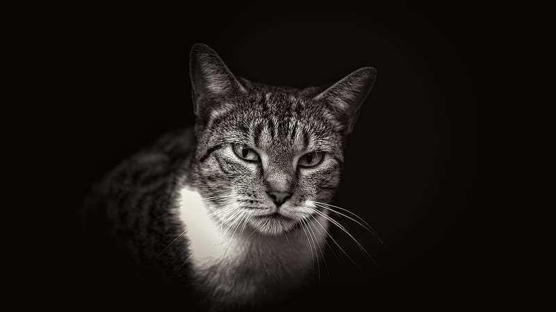 silver tabby cat, HD wallpaper