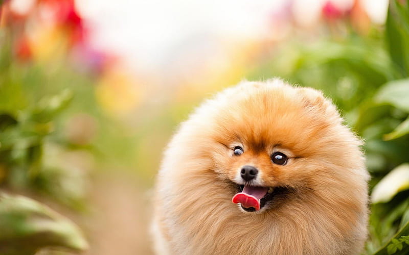 Pomeranian Spitz, muzzle, dogs, Spitz, flowers, cute animals, pets, Pomeranian, HD wallpaper