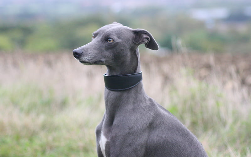 greyhound dog, English dog, pets, dogs, gray dog, HD wallpaper