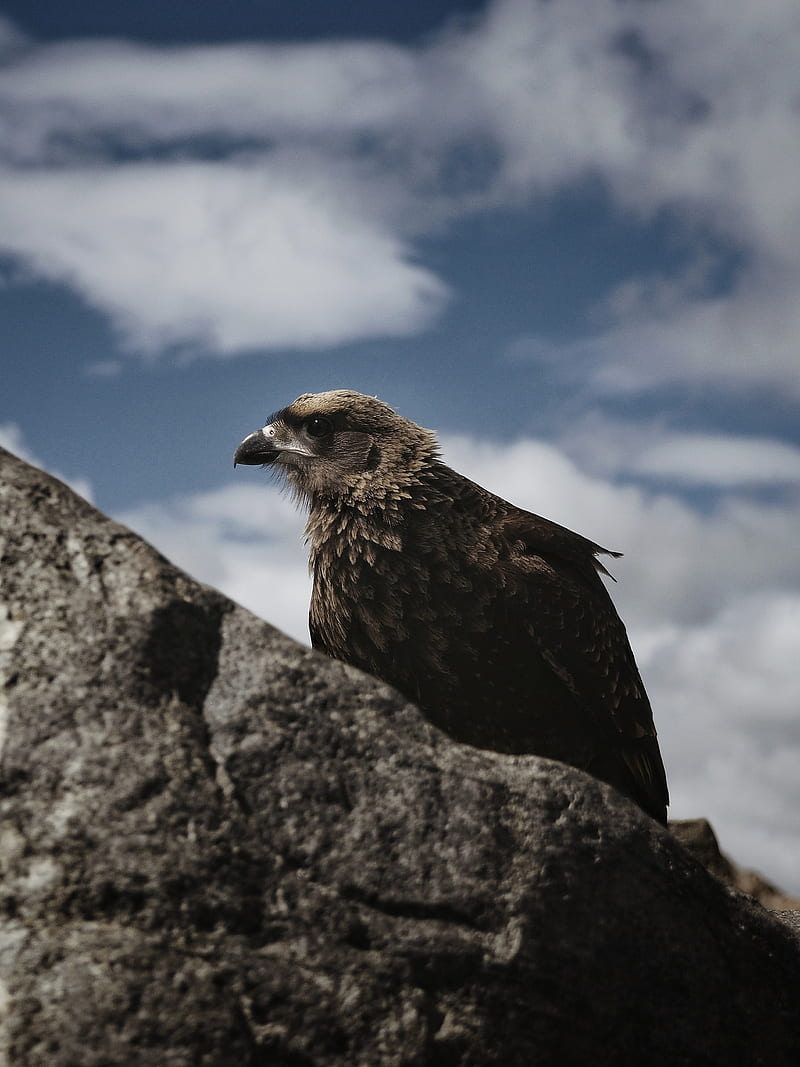 hawk, bird, rock, wildlife, HD phone wallpaper