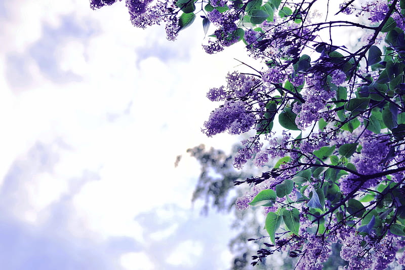 Lilac Flowers Tree, lilac, flowers, tree, nature, HD wallpaper