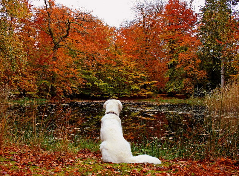 Autumn In The Park, pond, Fall, leaves, park, Autumn, dog, HD wallpaper
