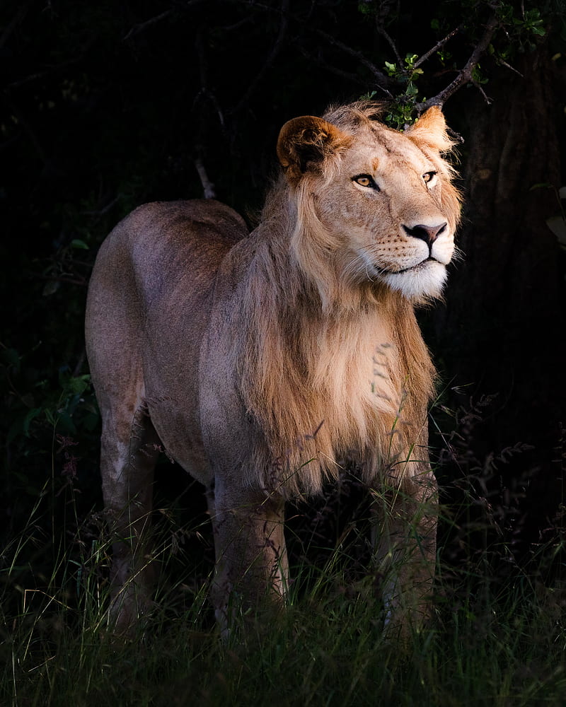 lion, beast, predator, wildlife, HD phone wallpaper